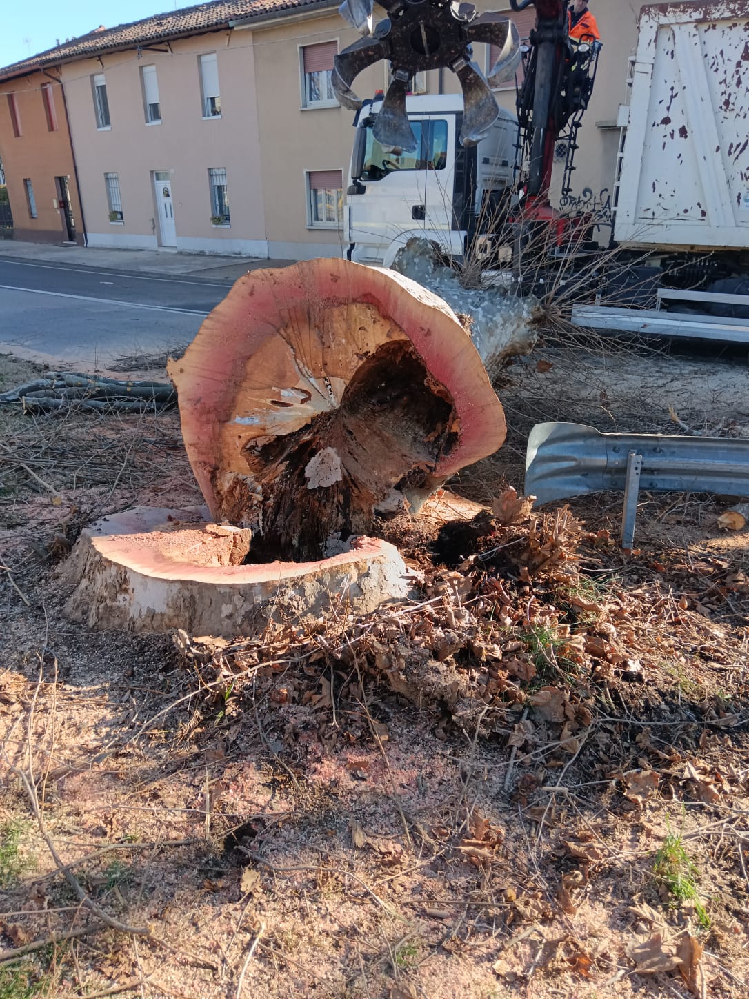 PADERNO, ABBATTUTO ALBERO PERICOLOSO