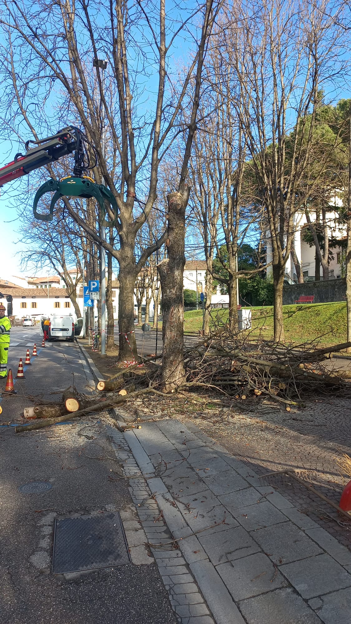 Abbattuti 7 ippocastani in piazza Primo Maggio. Erano a rischio caduta