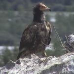 ALLA RISERVA NATURALE DEL LAGO DI CORNINO: FOTOGRAFATO UN GIOVANE CAPOVACCAIO, L’AVVOLTOIO A MAGGIOR RISCHIO ESTINZIONE IN EUROPA. L’ESEMPLARE, INANELLATO, PROVENIVA DALLA SPAGNA