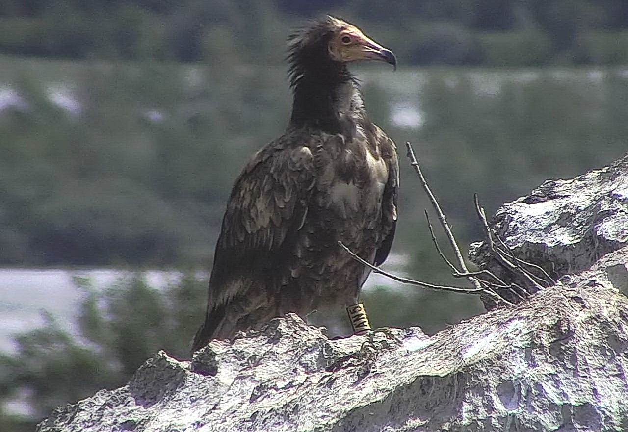 ALLA RISERVA NATURALE DEL LAGO DI CORNINO: FOTOGRAFATO UN GIOVANE CAPOVACCAIO, L’AVVOLTOIO A MAGGIOR RISCHIO ESTINZIONE IN EUROPA. L’ESEMPLARE, INANELLATO, PROVENIVA DALLA SPAGNA