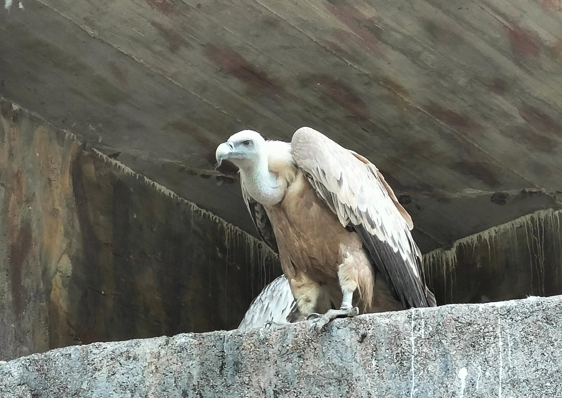 Sarà liberato un grifone di 36 anni  dalla Riserva Naturale di Cornino