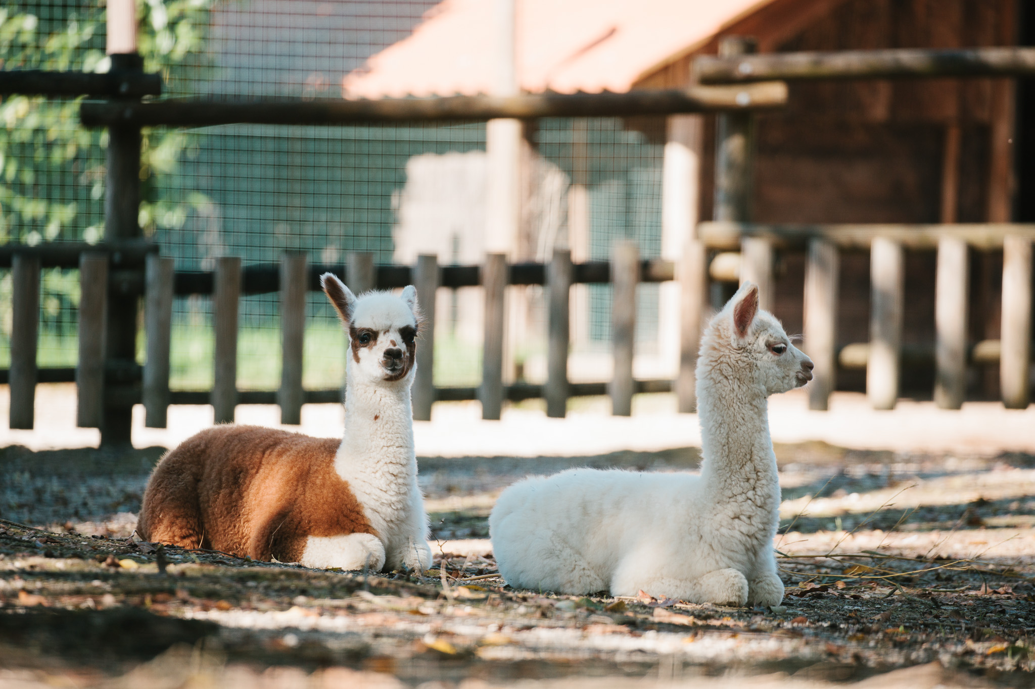 Il Parco Zoo stupisce ancora con tre nuovi nati